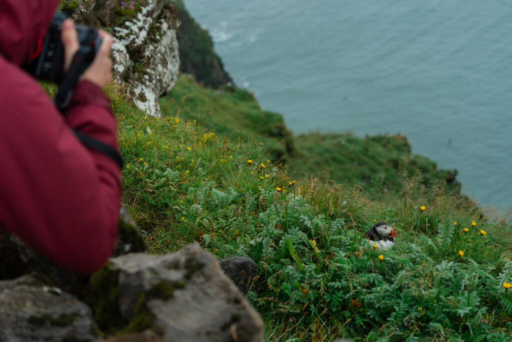 Papageientaucher in Wiese auf isländischer Klippe, Meer im Hintergrund, Fotograf mit Kamera am Rand.