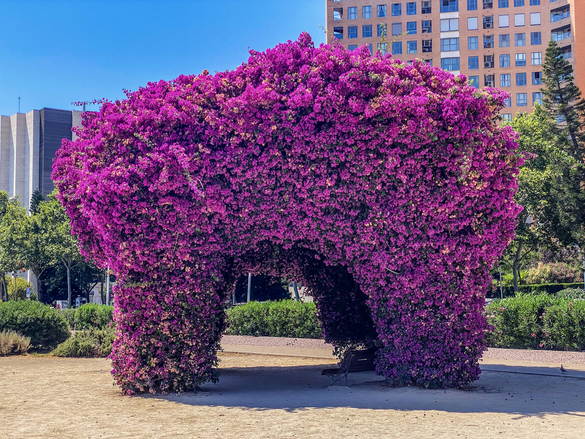 Große, leuchtend pinke Bougainvillea-Laube mit Sitzbank im Turia-Park von Valencia, dahinter moderne Wohnhäuser und blauer Himmel.