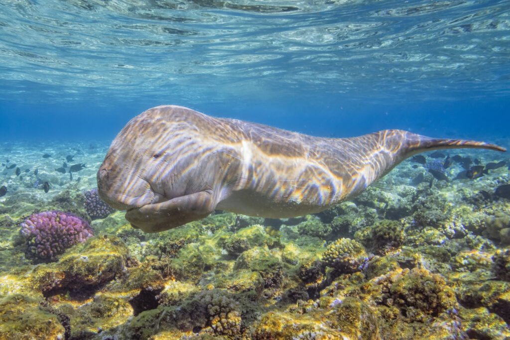 Dugong im klaren Wasser von Marsa Alam über einem Korallenriff.