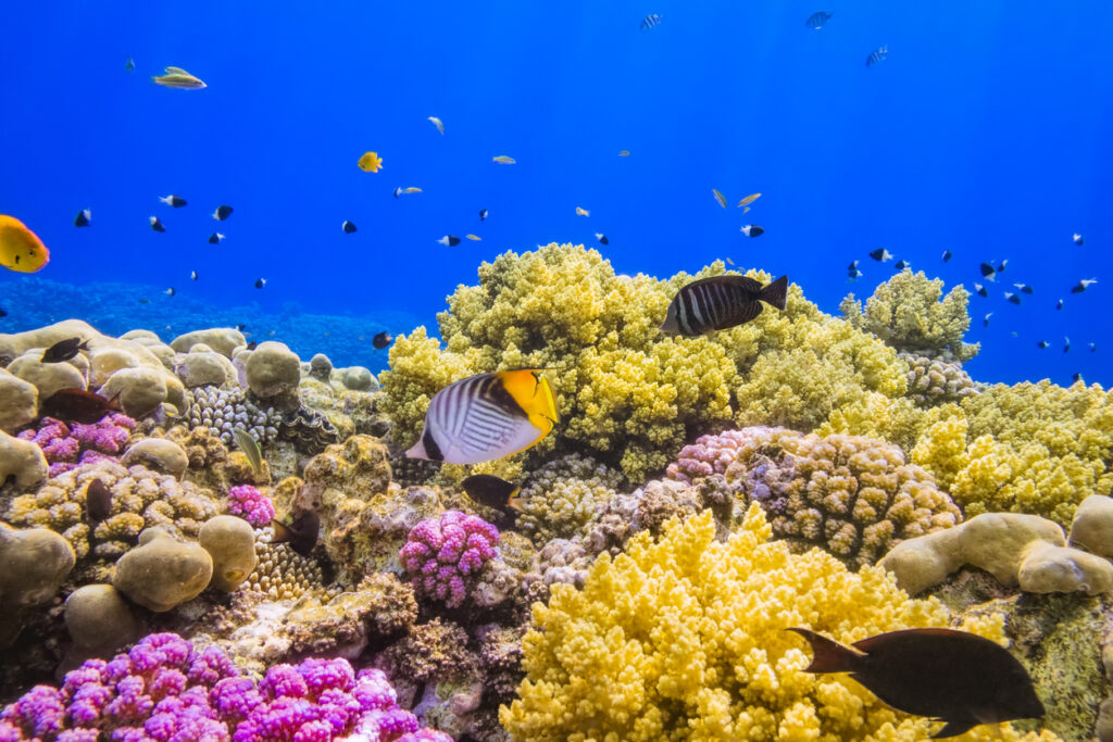 Bunte Korallenriffe mit exotischen Fischen im klaren Wasser von Marsa Alam.