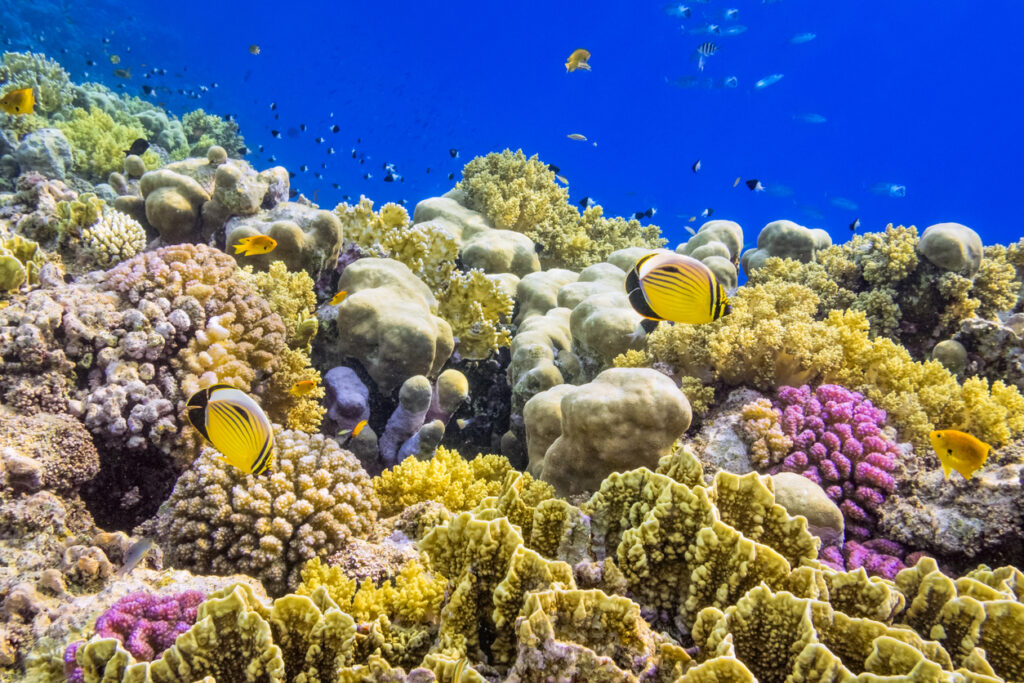 Farbenprächtiges Korallenriff mit bunten Fischen im Roten Meer nahe Marsa Alam.