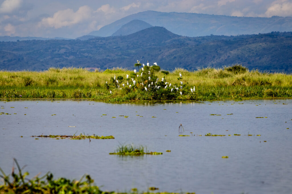 Flacher See mit Papyrusinseln, viele weiße Reiher; dahinter Hügel und Wolken.