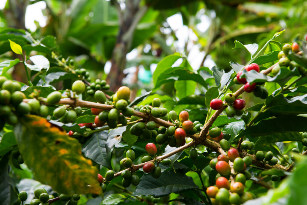Nahaufnahme einer Kaffeepflanze im kolumbianischen Eje Cafetero mit grünen und reifen roten Kaffeekirschen zwischen satten Blättern.