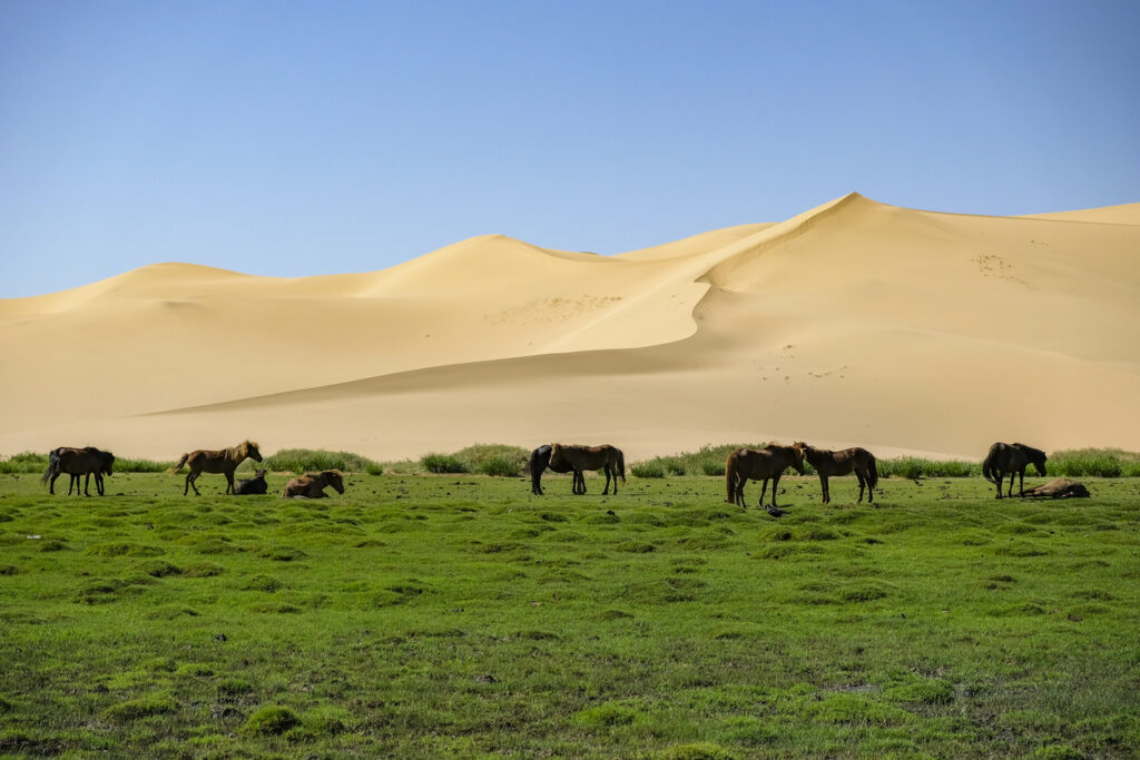 Pferde grasen auf einer grünen Fläche vor hohen Sanddünen in der mongolischen Gobi.