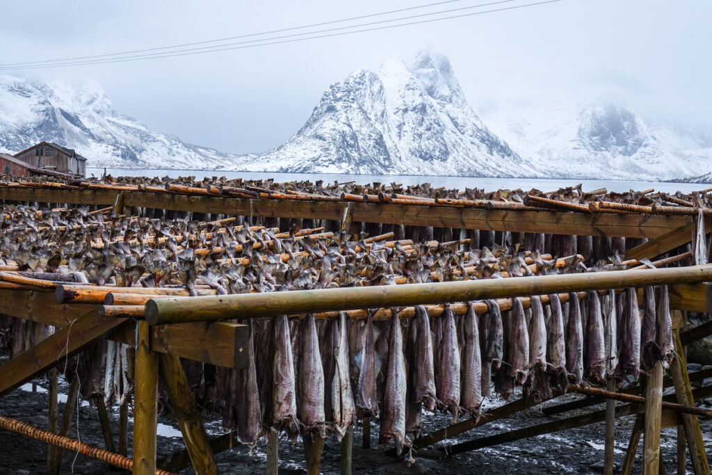 Holzgestelle mit dutzenden aufgehängten Stockfischen stehen am Ufer, dahinter verschneite Gipfel unter grauem Himmel in den Lofoten, Norwegen.