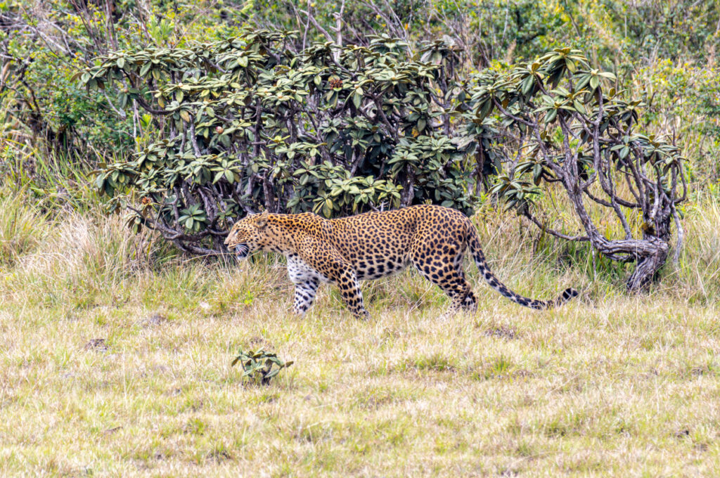 Ein Sri-Lanka-Leopard streift am Rand von Büschen durch die grasige Ebene im Horton Plains Nationalpark.