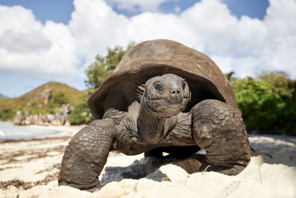 Nahaufnahme einer Aldabra-Riesenschildkröte auf hellem Sand mit tropischer Kulisse.