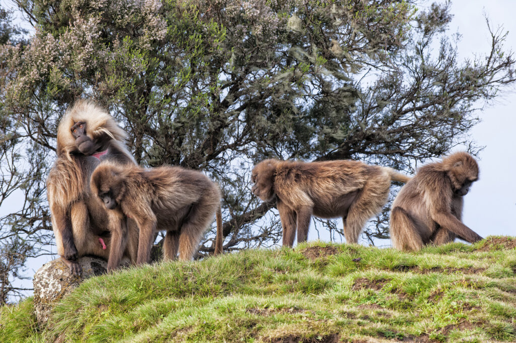 Vier Gelada-Paviane auf grüner Bergwiese im Simien-Nationalpark.