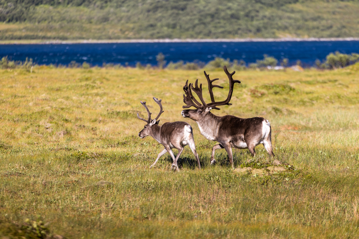 Zwei Rentiere mit großen Geweihen laufen über Wiesen vor blauem Fjord und Hügeln auf den Lofoten.