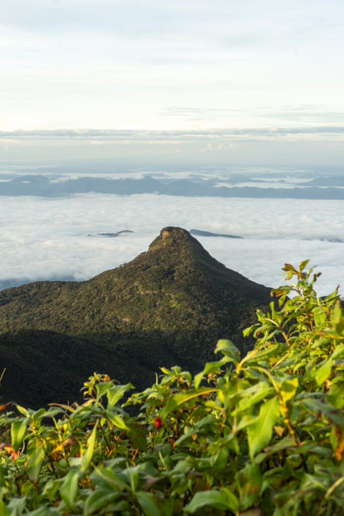Blick vom Adam’s Peak auf bewaldete Gipfel und ein Meer aus Wolken im srilankischen Hochland.