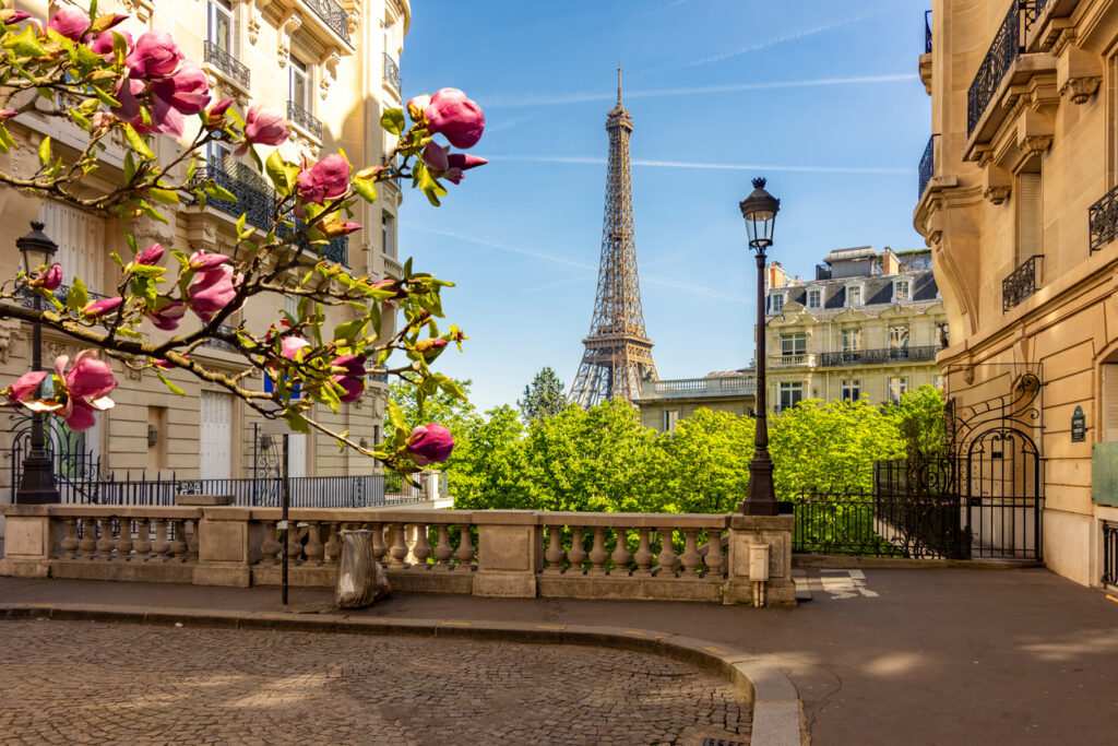 Blick durch Haussmann-Straße auf den Eiffelturm mit rosa Magnolien.