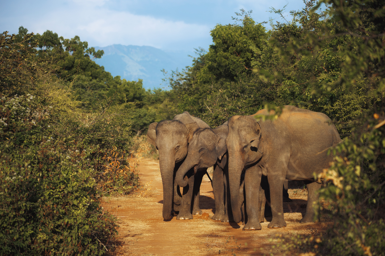 Vier Sri-Lanka-Elefanten stehen dicht beisammen auf einer staubigen Straße im Udawalawe Nationalpark, umgeben von Buschland und Hügeln.