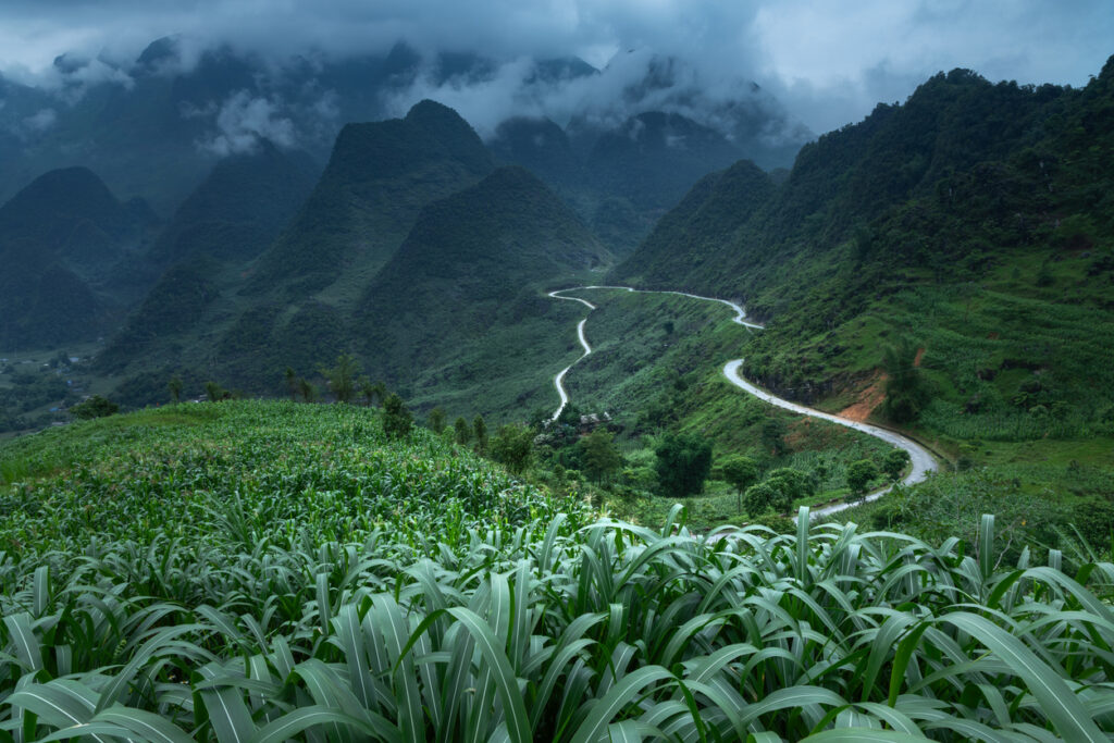Eine gewundene Straße des Ha-Giang-Loops schlängelt sich durch sattgrüne Hänge mit Maisfeldern im Vordergrund und tiefhängenden Wolken.