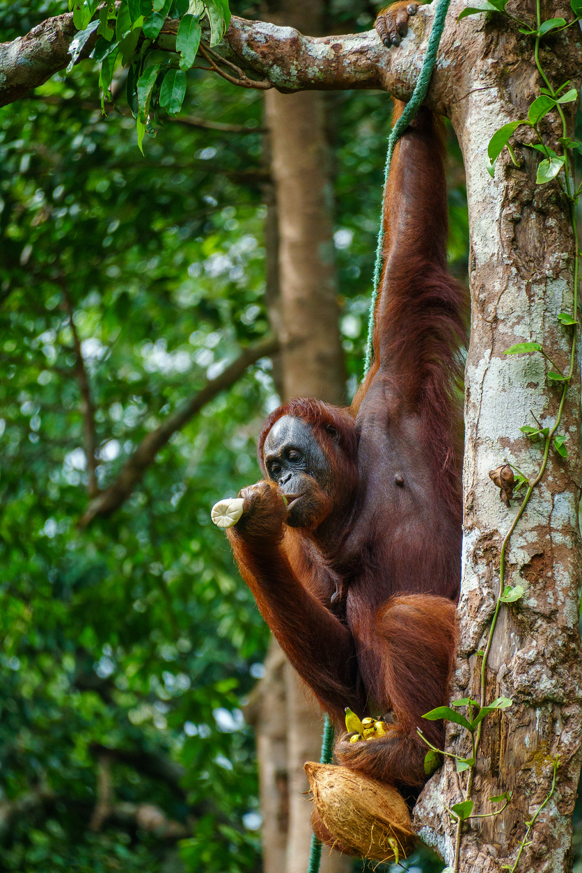 Ein Orang-Utan hängt an einem Baum und frisst nahe Kuching.