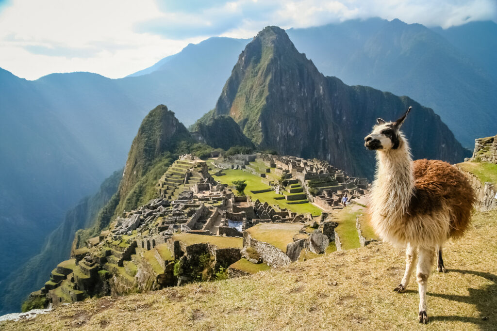 Ein Llama steht im Vordergrund, dahinter liegen die Terrassen und Mauern von Machu Picchu.