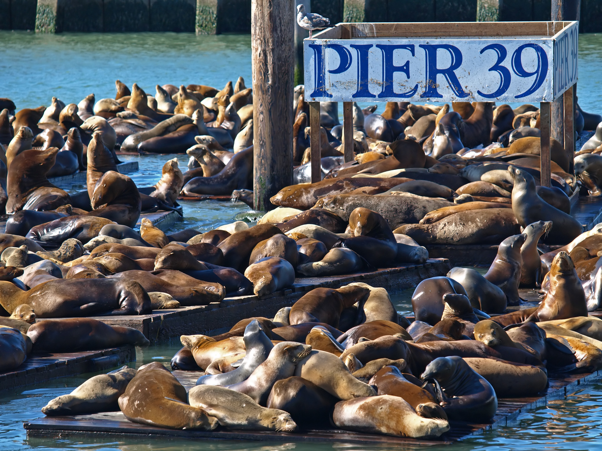 Zahlreiche Kalifornische Seelöwen räkeln sich auf schwimmenden Holzplattformen am Pier 39 in San Francisco neben einem „Pier 39“-Schild.