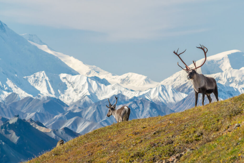 Zwei Karibus stehen auf einer grasigen Anhöhe vor den schneebedeckten Gipfeln des Denali.