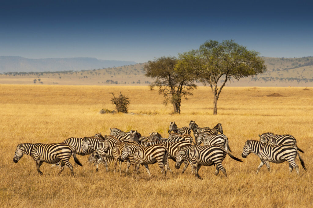 Zebraherde in der Serengeti vor Akazien und weiter Steppe.