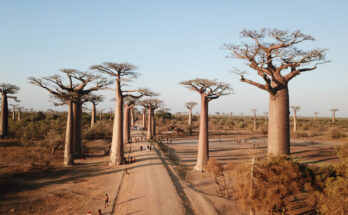 Breite Sandpiste der Avenue des Baobabs bei Morondava, gesäumt von gewaltigen Affenbrotbäumen vor blauem Himmel.
