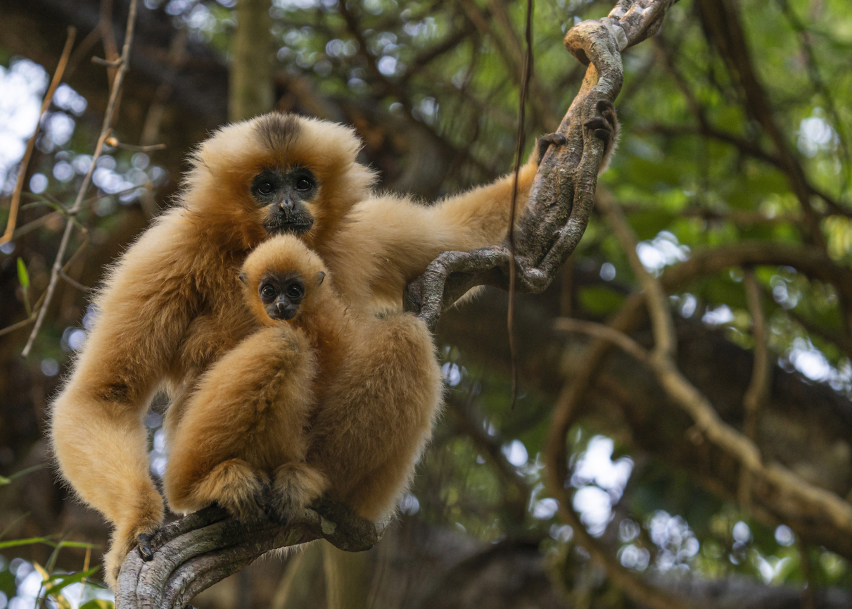 Zwei goldbraune Gibbons sitzen dicht auf einem Ast im Wald.