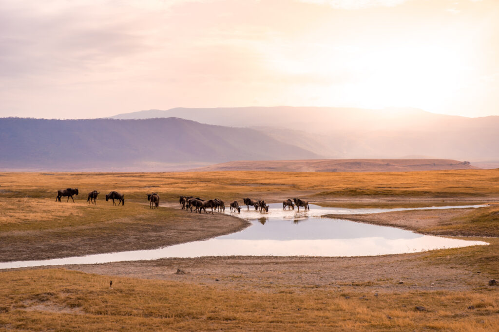 Gnuherde trinkt an einer flachen Lagune im Ngorongoro-Krater vor dunstigen Bergen.