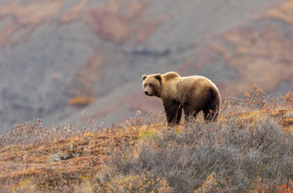 Ein Braunbär läuft über einen Hang mit rötlich grauem Buschwerk im Denali-Gebiet.
