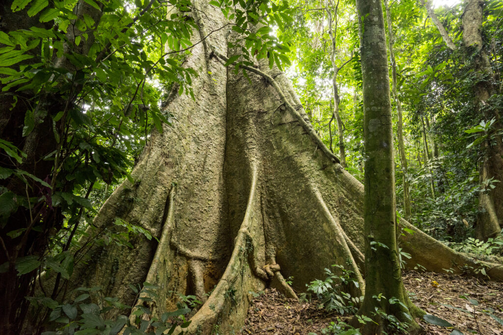 Monumentaler Baum mit ausladenden Wurzeln im dichten Wald von Cuc Phuong.