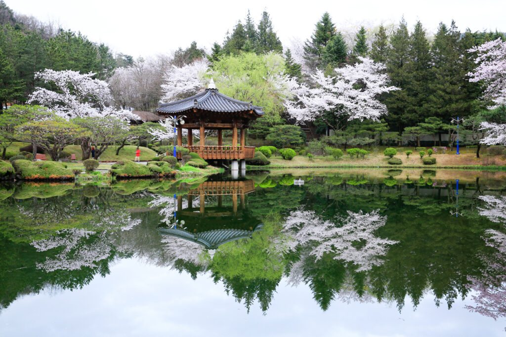 Traditioneller Holzpavillon spiegelt sich zwischen Kirschblüten im stillen Teich.
