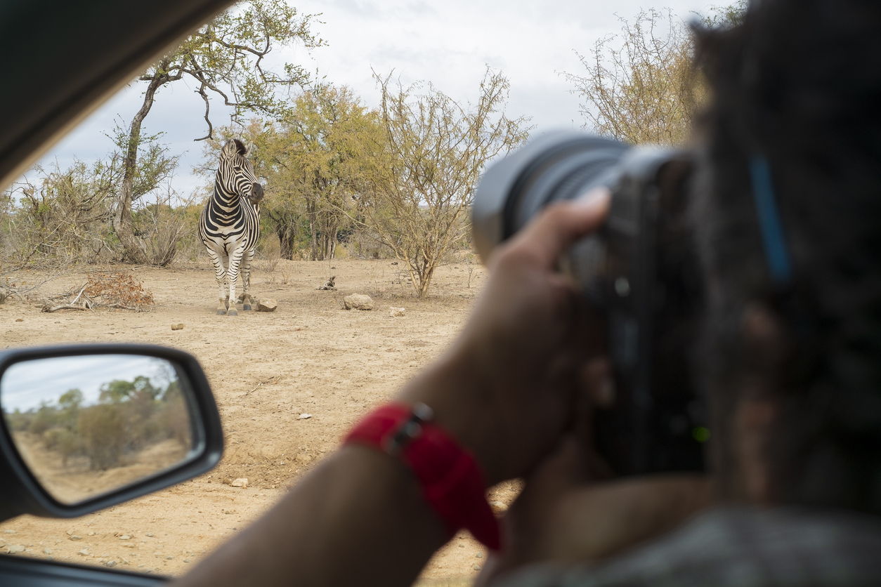 Aus einem Auto wird mit Teleobjektiv ein Zebra in trockener Buschlandschaft fotografiert.