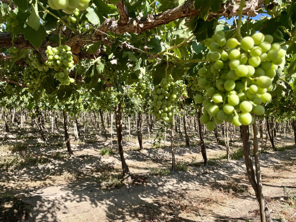Nahaufnahme von prallen grünen Trauben in einem südafrikanischen Weinberg.