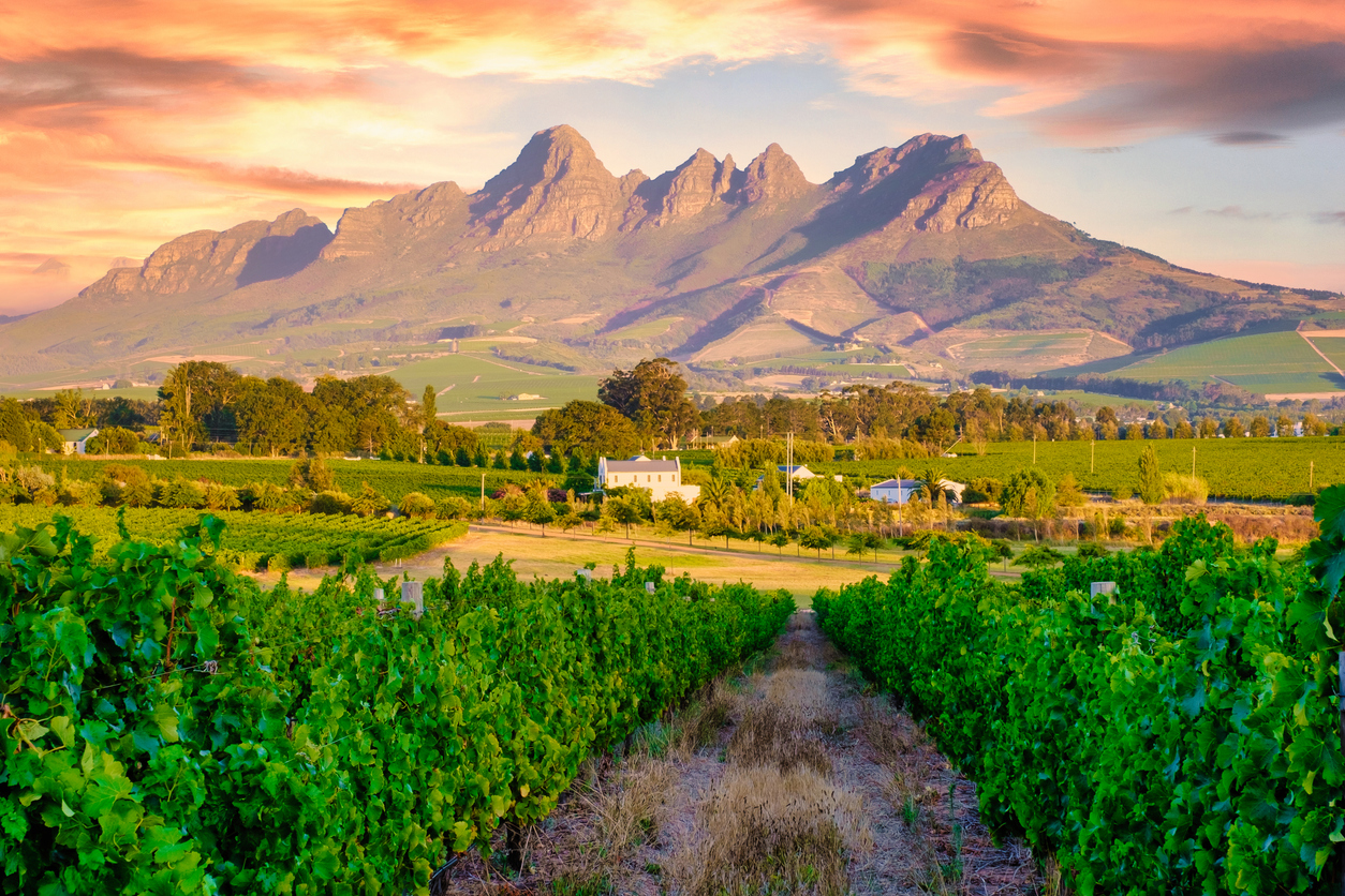 Weinberge vor zerklüfteten Bergen bei Sonnenuntergang in Stellenbosch.