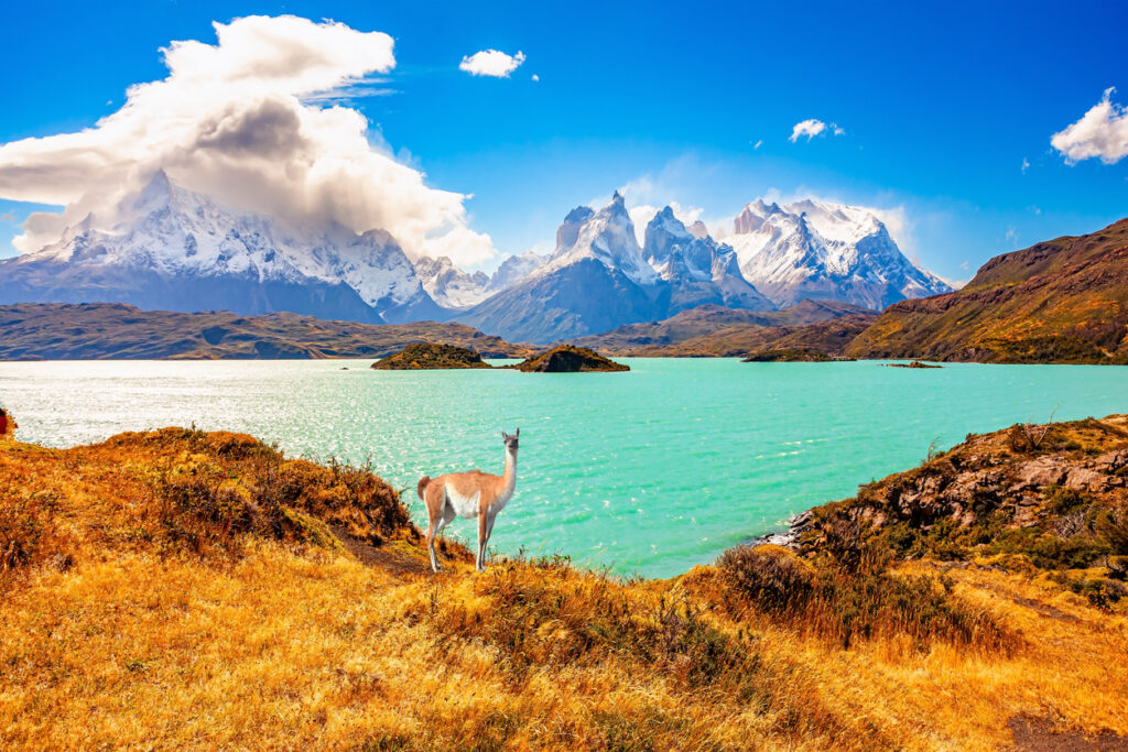 Ein Guanako steht am Ufer eines türkisfarbenen Sees vor schneebedeckten Bergen im Torres del Paine.