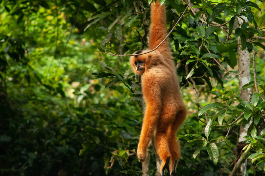 Goldbrauner Gibbon hängt einarmig an einem Ast im Cuc Phuong.