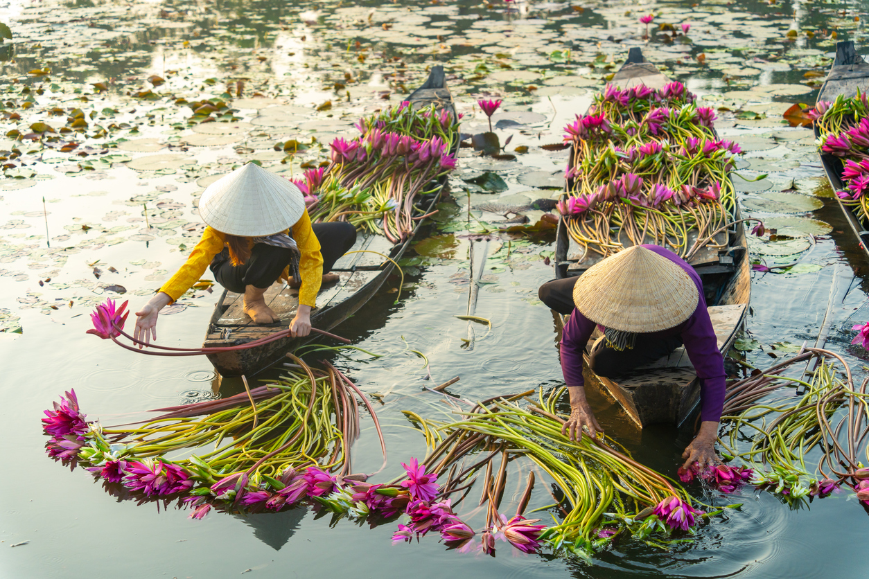 Zwei Menschen sammeln pinke Wasserlilien aus schmalen Holzbooten im Tràm Chim.