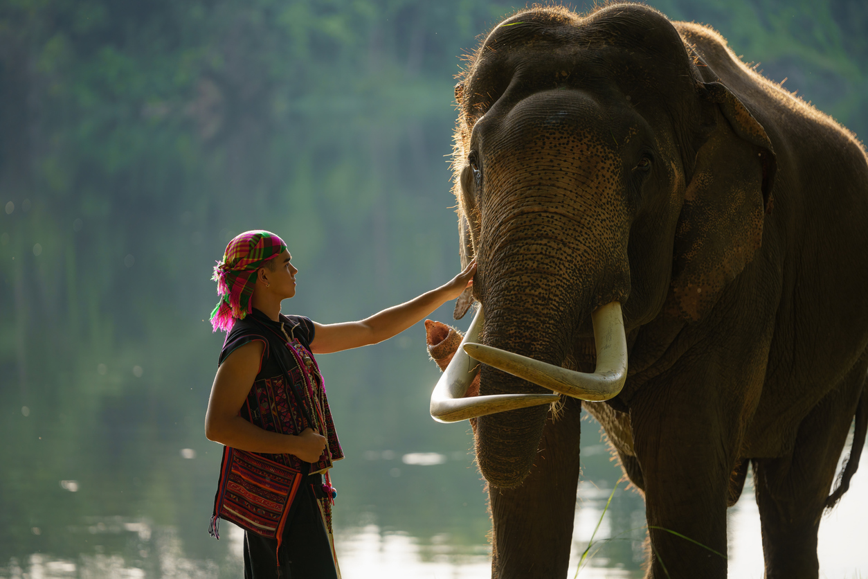 Eine Person berührt sanft einen Elefanten mit langen Stoßzähnen am Ufer.