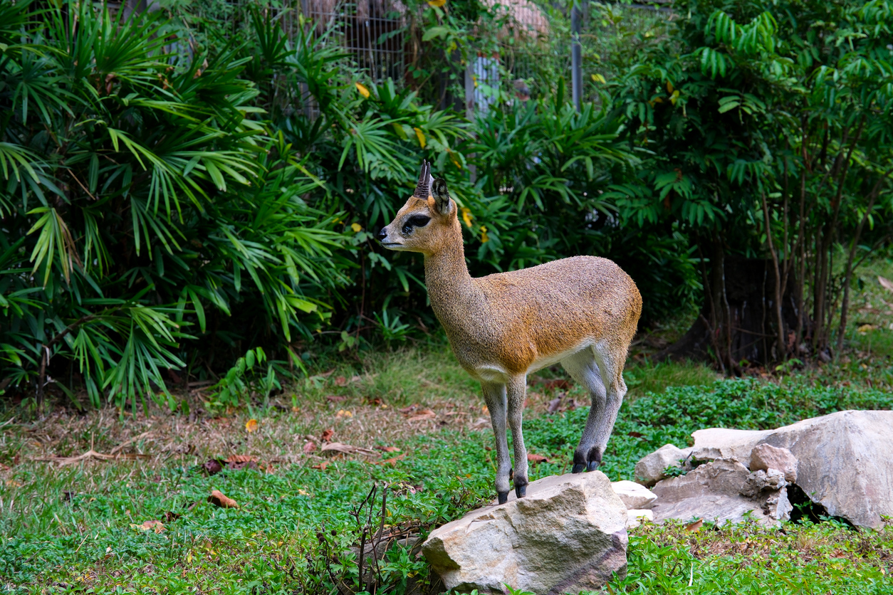 Eine kleine Antilope steht wachsam auf einem Felsen vor dichtem Grün.