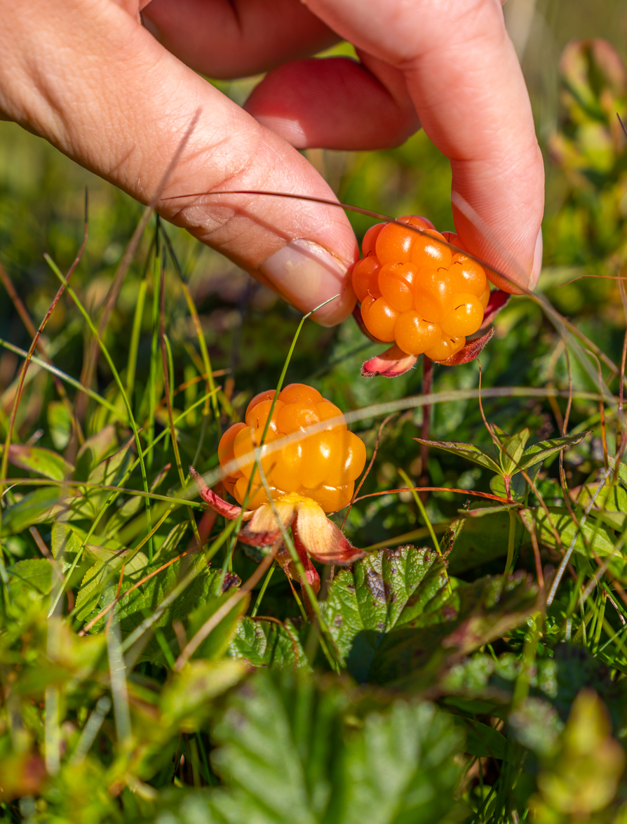Hand pflückt reife orange Moltebeeren zwischen grünen Blättern.
