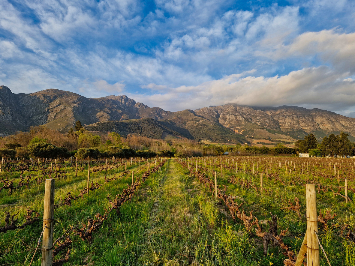 Unbelaubte Weinreihen vor wolkenverhangenen Bergen im Kap-Weinland.