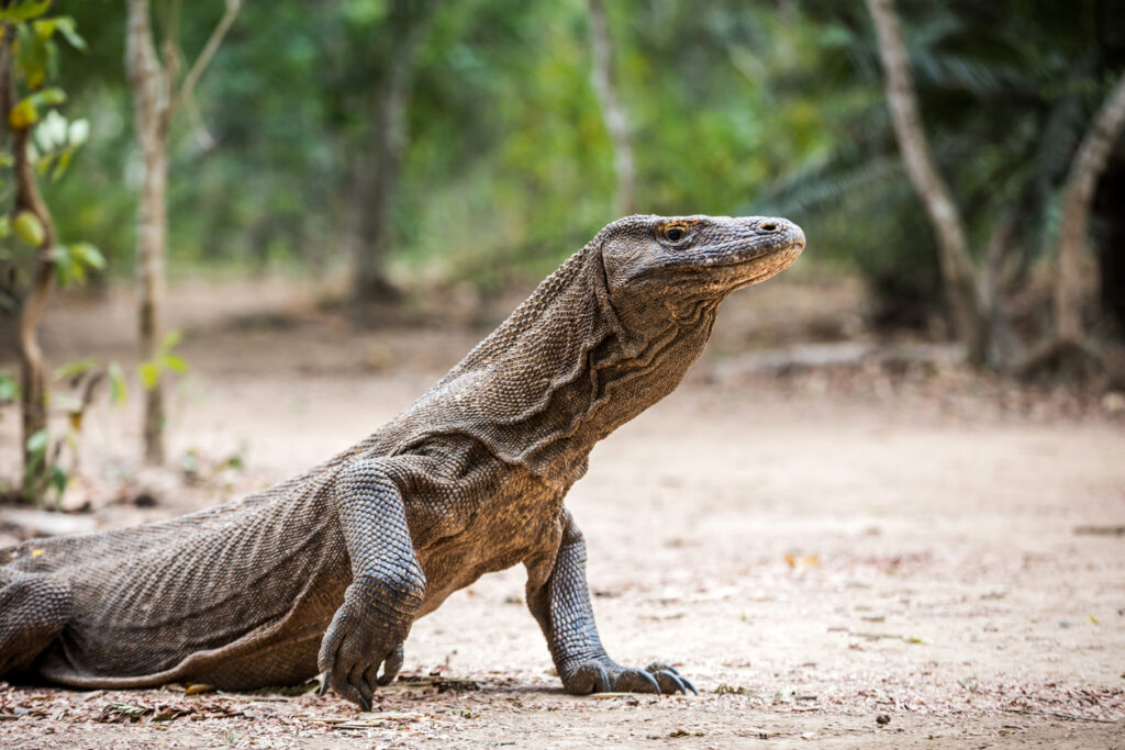 Großer Komodowaran kriecht über den Boden in tropischer Landschaft.