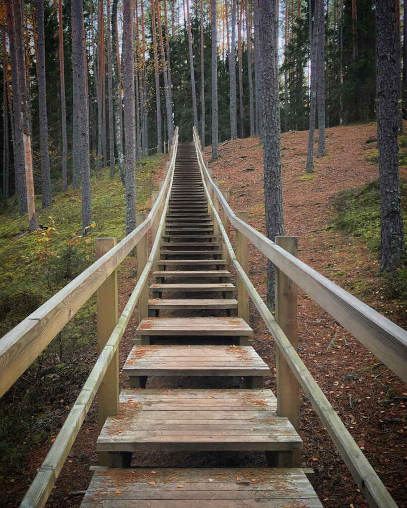 Lange Holztreppe führt im Gauja-Nationalpark durch hohe Kiefern bergauf.