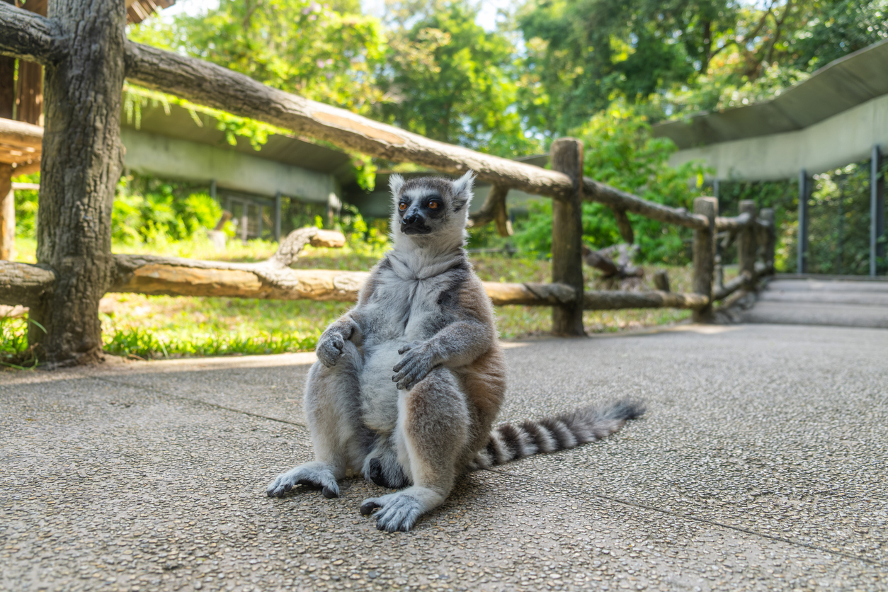 Ein Ringelschwanz-Lemur sitzt aufrecht auf einem Weg.