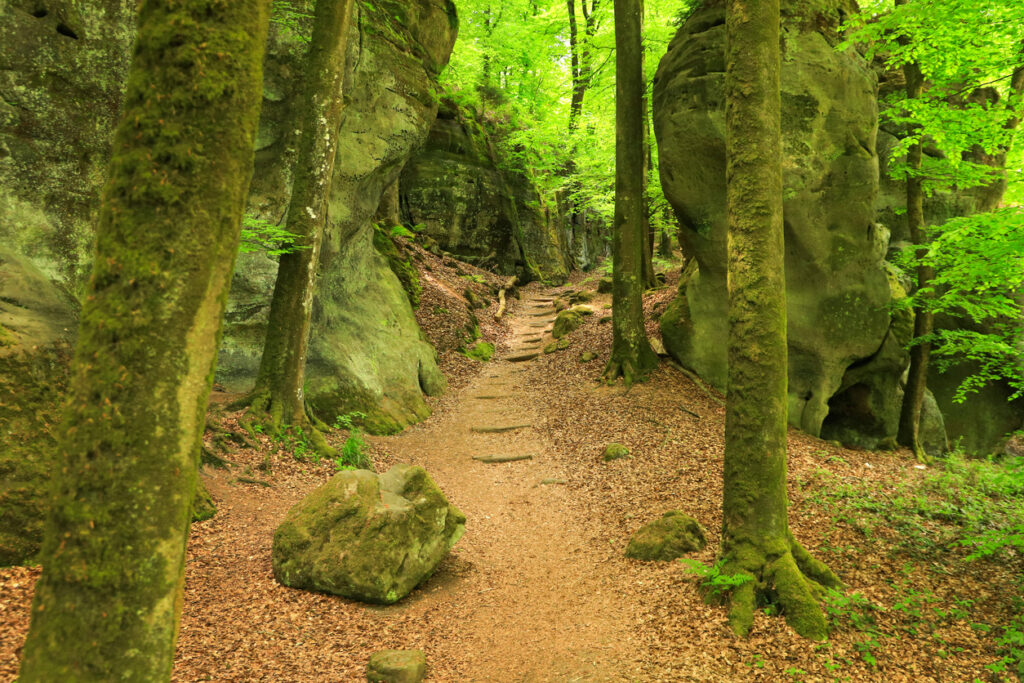 Schmaler Wanderweg führt zwischen hohen Felswänden durch einen grünen Wald.