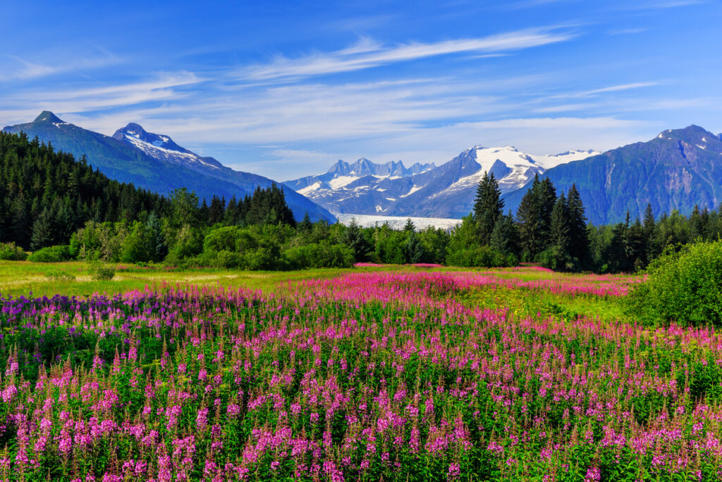 Pinke Feuerkrautwiese mit Nadelwald und Blick auf den Mendenhall-Gletscher bei blauem Himmel.