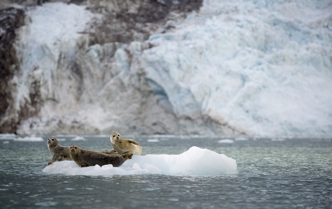 Mehrere Seehunde ruhen auf einer kleinen Scholle im Kenai-Fjords-Nationalpark.