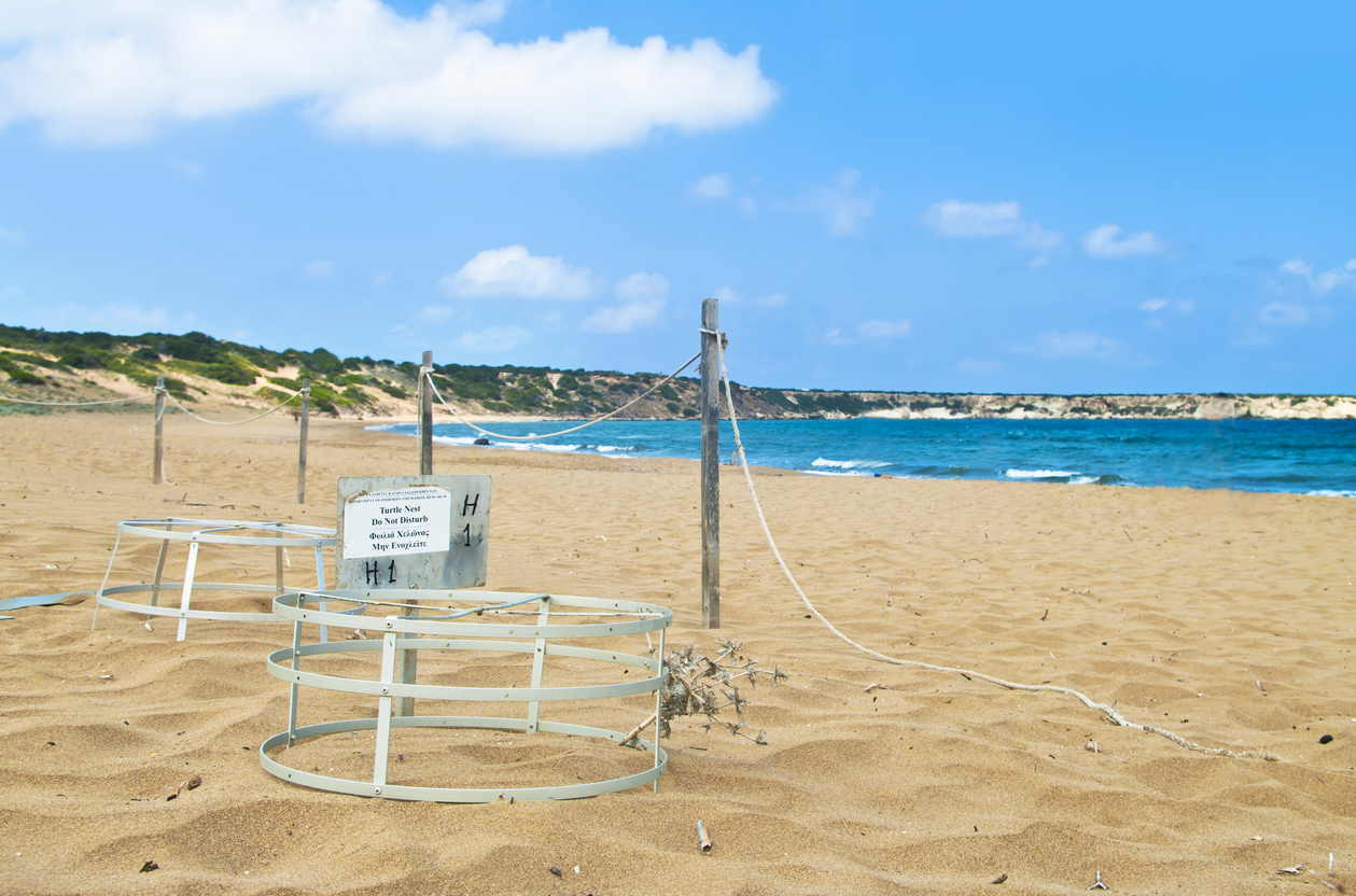 Abgesperrte Schildkrötennester auf einem weiten Sandstrand der Akamas-Halbinsel.