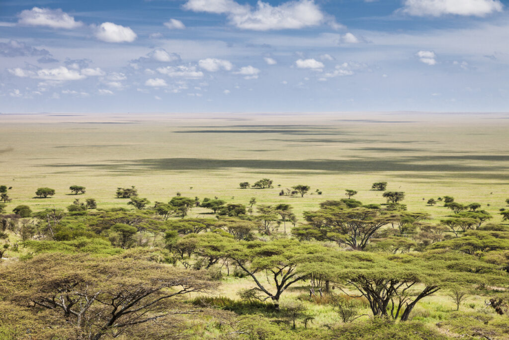 Weite der Serengeti mit Akazien und Wolkenschatten.