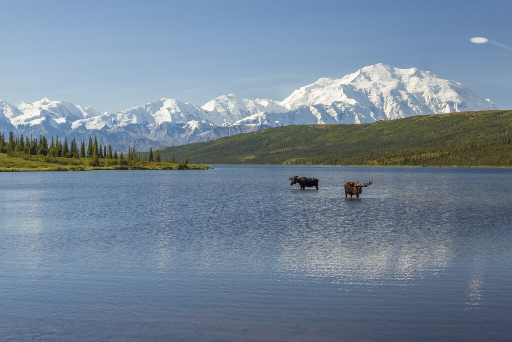 Zwei Elchbullen stehen im ruhigen Wasser eines Sees mit dem schneebedeckten Denali im Hintergrund.