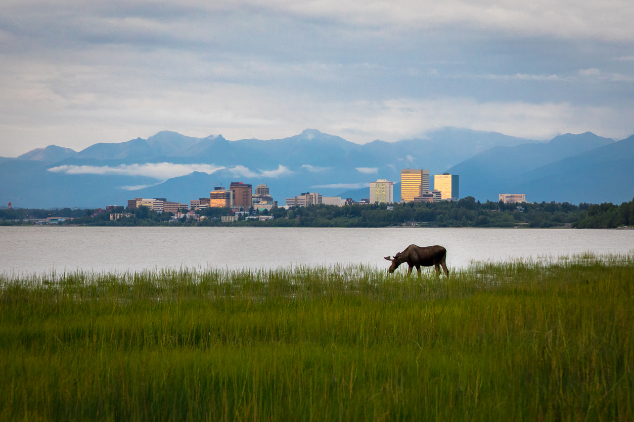 Ein Elch grast im Schilf, dahinter die Skyline von Anchorage und die Chugach Mountains.