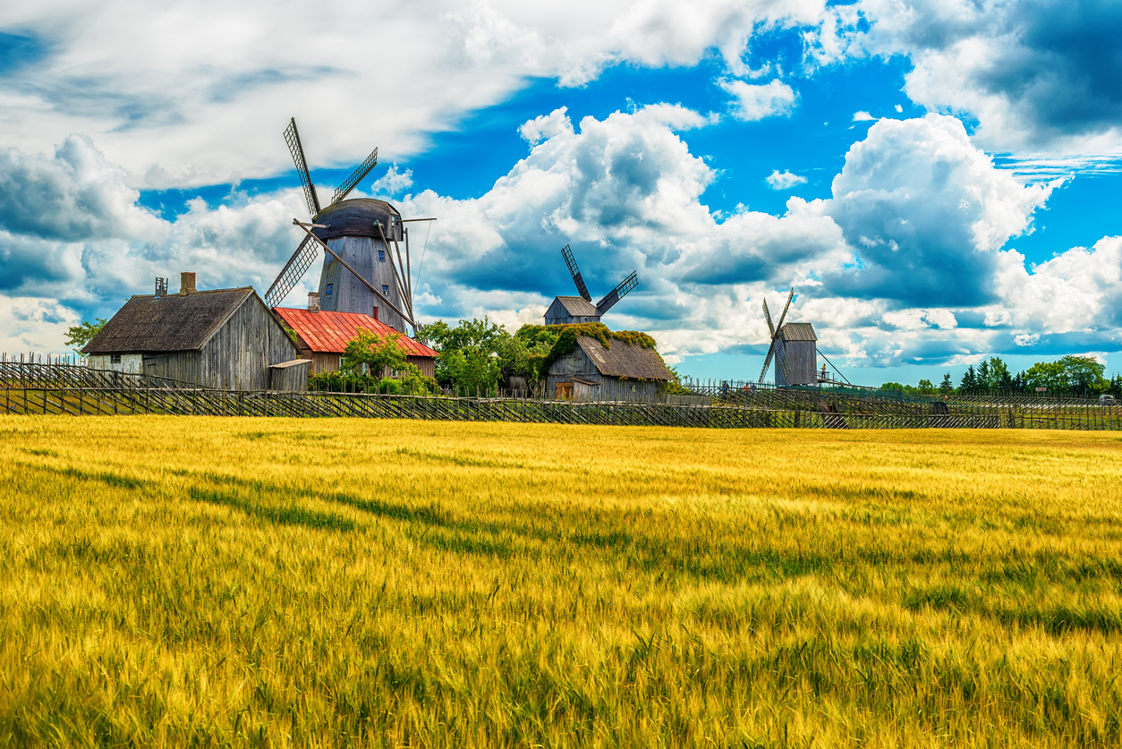 Historische hölzerne Windmühlen hinter einem goldenen Getreidefeld auf Saaremaa.