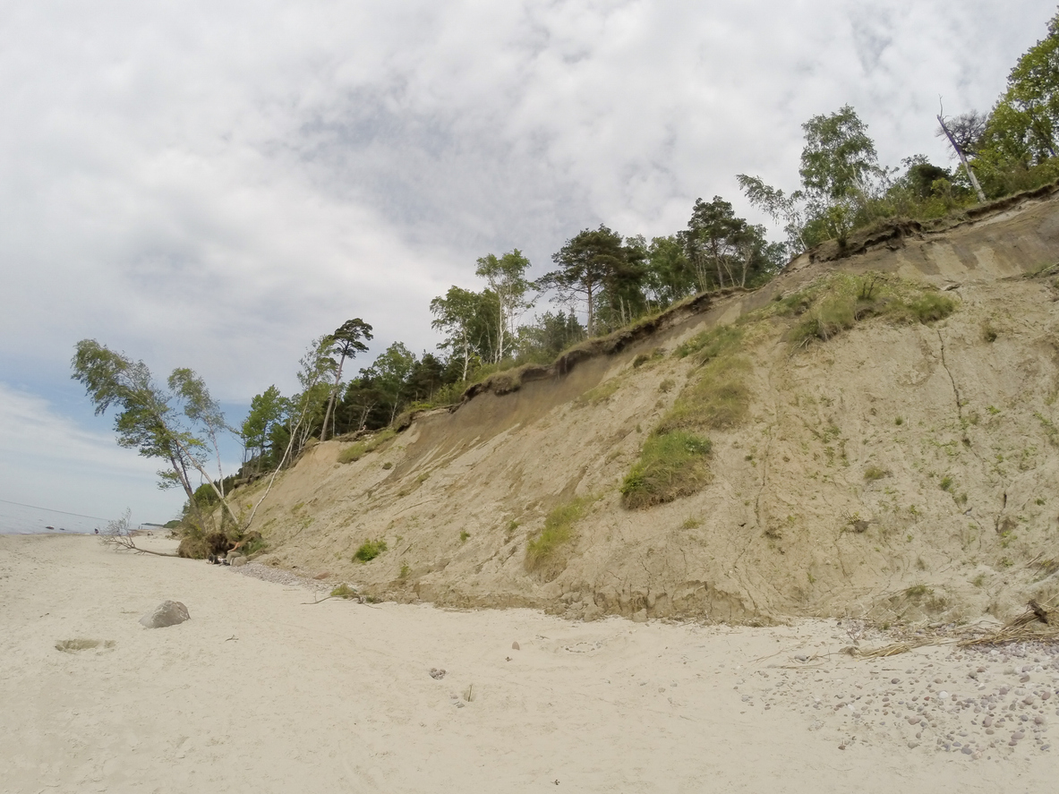 Sandige Klippe mit geneigten Bäumen über einem hellen Strand nahe Klaipėda.